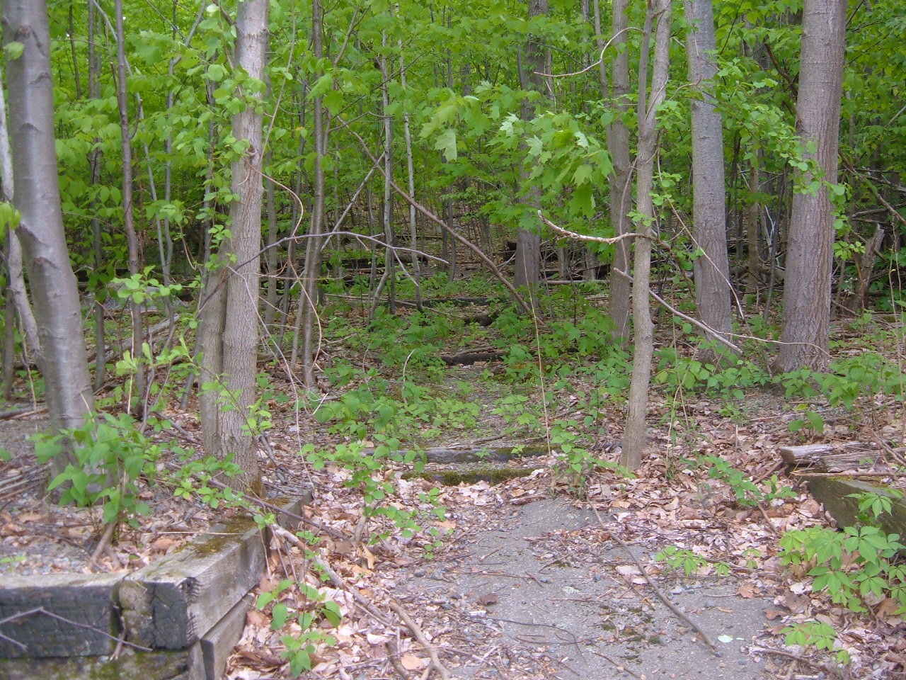 a look back at jungle habitat